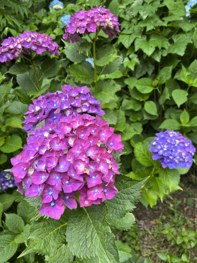 天拝山歴史的自然公園の紫陽花