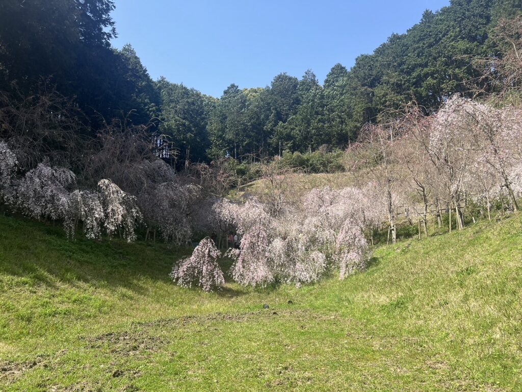 桜　自然　木