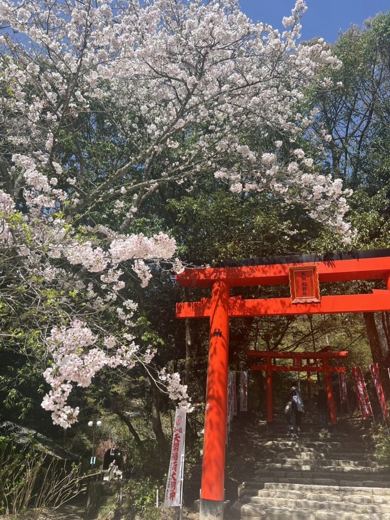 太宰府　桜