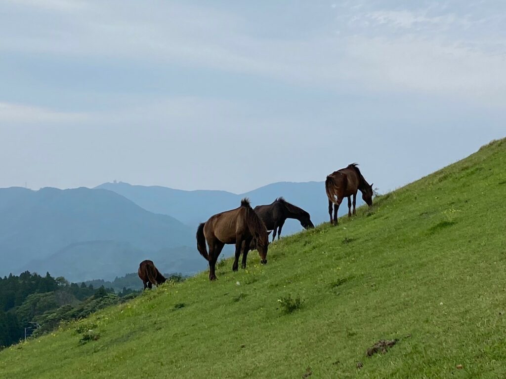 野生馬